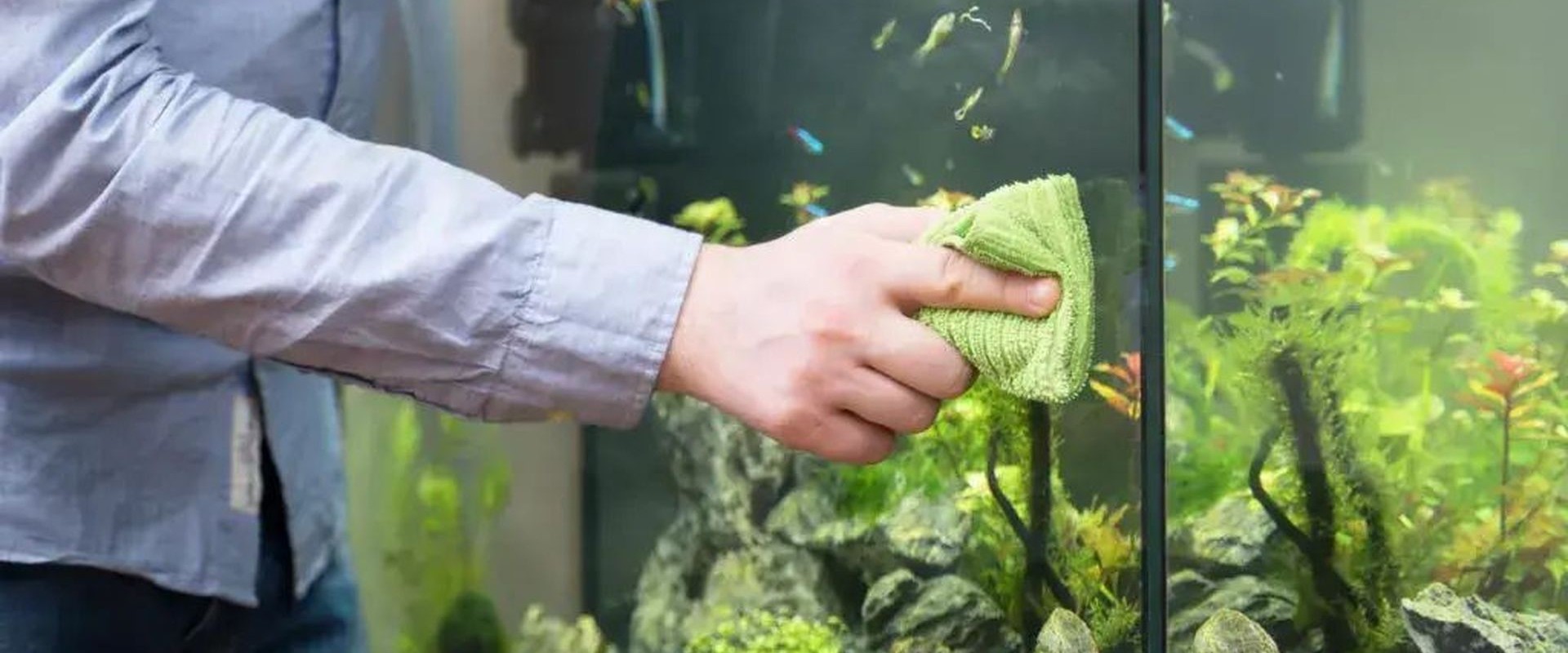 Aquarium maintenance