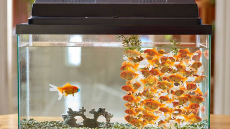 Quarantine of new fish: Why it is necessary and how to do it Quarantine of new fish: Why it is necessary and how to do it