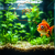 Aquarium Lighting - Which, Why, and How?