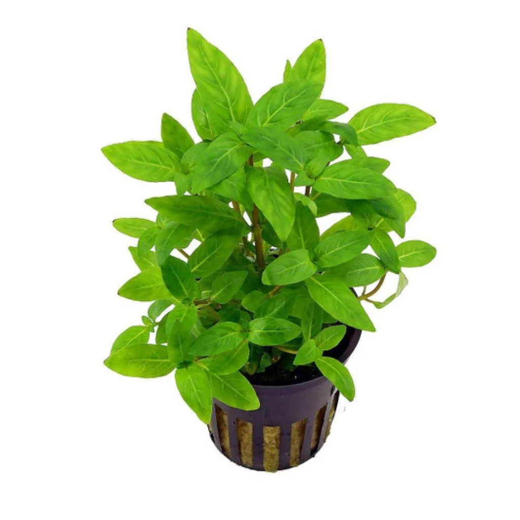 Staurogyne repens – foreground plant | Discus Store