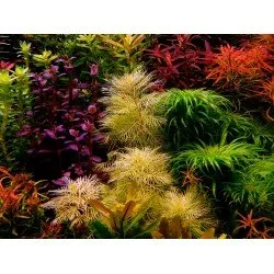 Myriophyllum Mattogrossense Golden