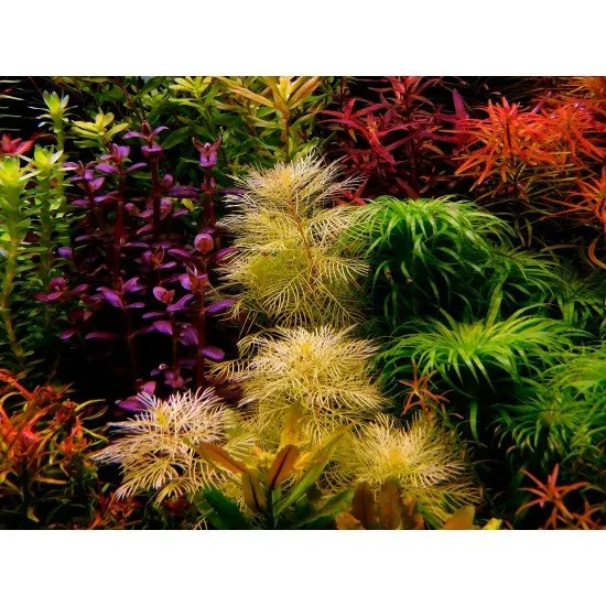 Myriophyllum Mattogrossense Golden – the golden accent in your aquarium