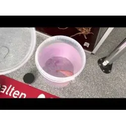 Discus & Fish Protector - quick quarantine