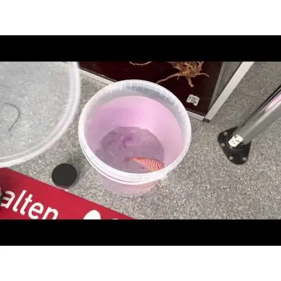 Discus & Fish Protector - quick quarantine