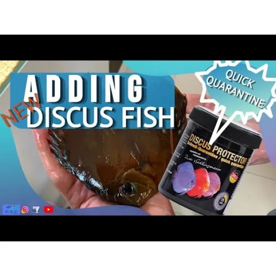 Discus Protector - Quick Quarantine 15 min