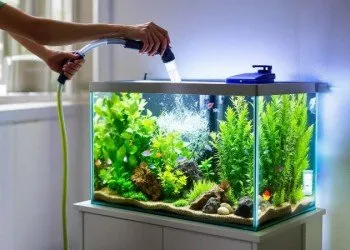 Do I need to change the water in the aquarium and how much?