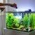 Do I need to change the water in the aquarium and how much?