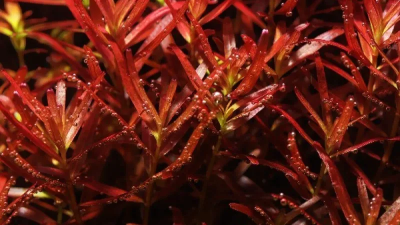 Fertilizing a planted aquarium: the secrets of the perfect balance