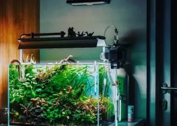 What part of the light spectrum is used for photosynthesis?