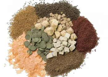 Feeding Discus – Basics, Types of Food and Useful Tips