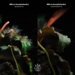 2Hr Aquarist APT FIX е най-доброто решение за елиминиране вредните видове водорасли 
