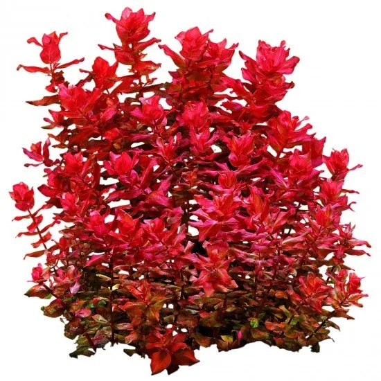 Rotala macrandra 'Variegated' – Colorful sophistication in your aquarium