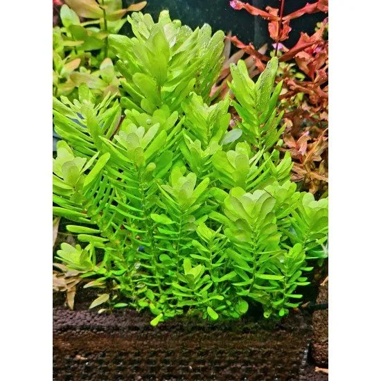 Rotala Sahyadrica – Elegance and color for the background of your aquarium
