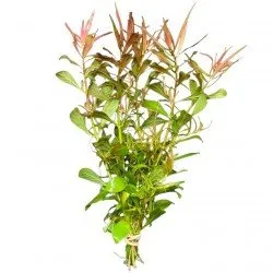 Ludwigia Arcuata