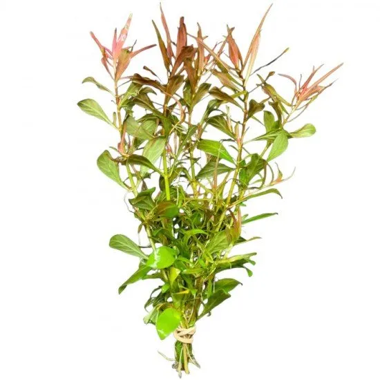 Ludwigia Arcuata – elegant structure and rich color for your aquarium