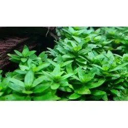 Staurogyne repens – Compact freshness for the foreground of your aquarium
