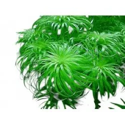 Tonina sp. Belem – Elegance and challenge in one