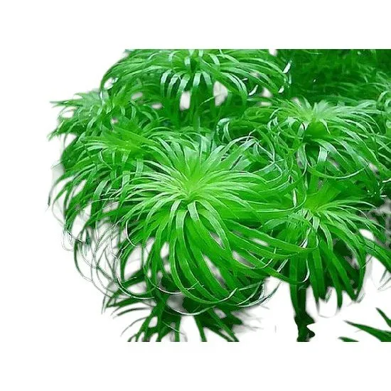 Tonina sp. Belem – Elegance and challenge in one