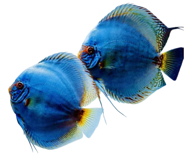 About Us Baner Betta Fish