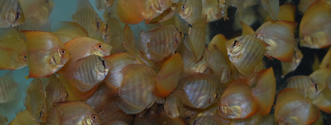 Growing discus fishes from Discus Store